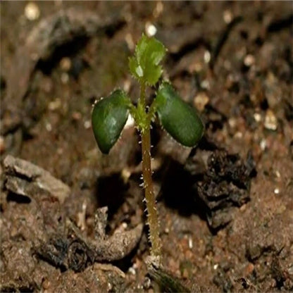 Exquisite Variety Mixed Multicolored Rose Seeds for Lush Gardens