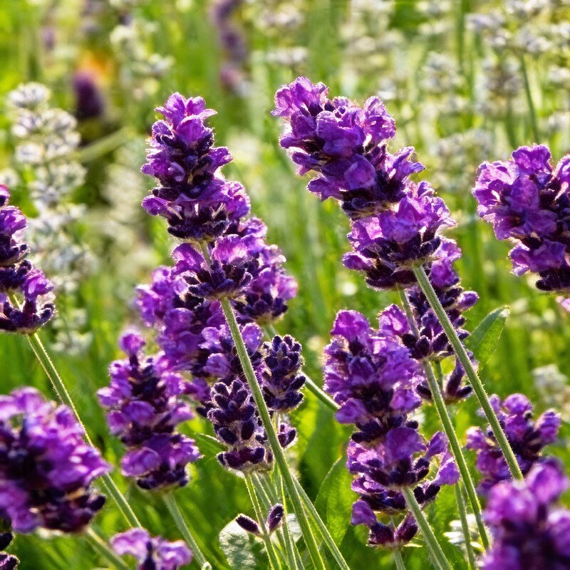 Deep Purple Lavender Seeds – Rich Fragrant Blooms for Gardens & Landscaping