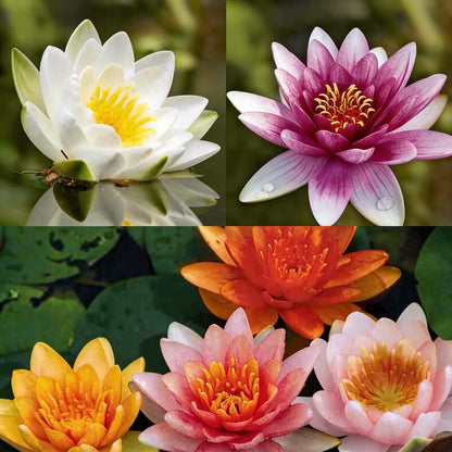Premium Mix Lotus Flower Seeds - Lotus Flower Seeds for Garden