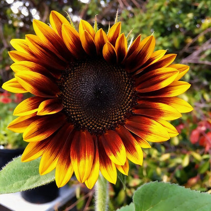Mahogany Sunflower Seeds for Garden Planting