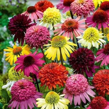 Mixed Coneflower Seeds – Echinacea for Planting