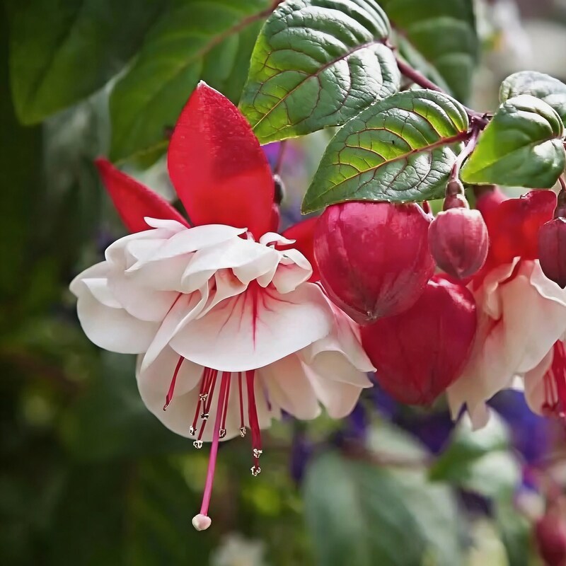 rari-verde-milii-beautiful-flower-seeds-for-garden-planting