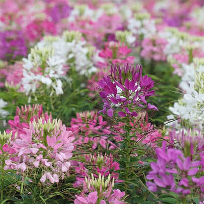 Cleome Spinosa Mixed Color Flower Seeds for Garden Planting