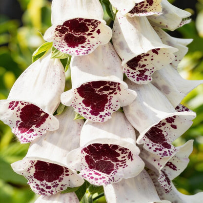 Digitalis Purpurea Elsey Kelsey Flower Seeds - Foxglove Flower Seeds for Garden