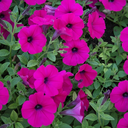 Bright Pink Petunia Seeds - Pink Petunia Flower Seeds for Garden