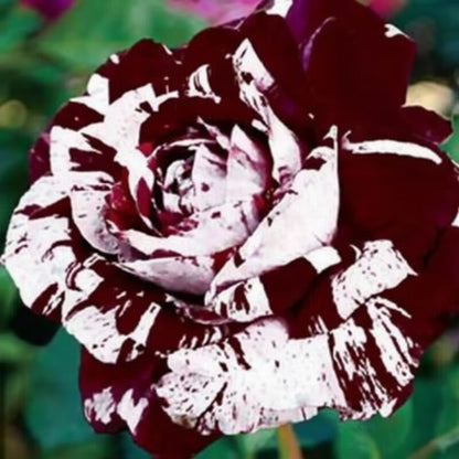 Exquisite Variety Mixed Multicolored Rose Seeds for Lush Gardens