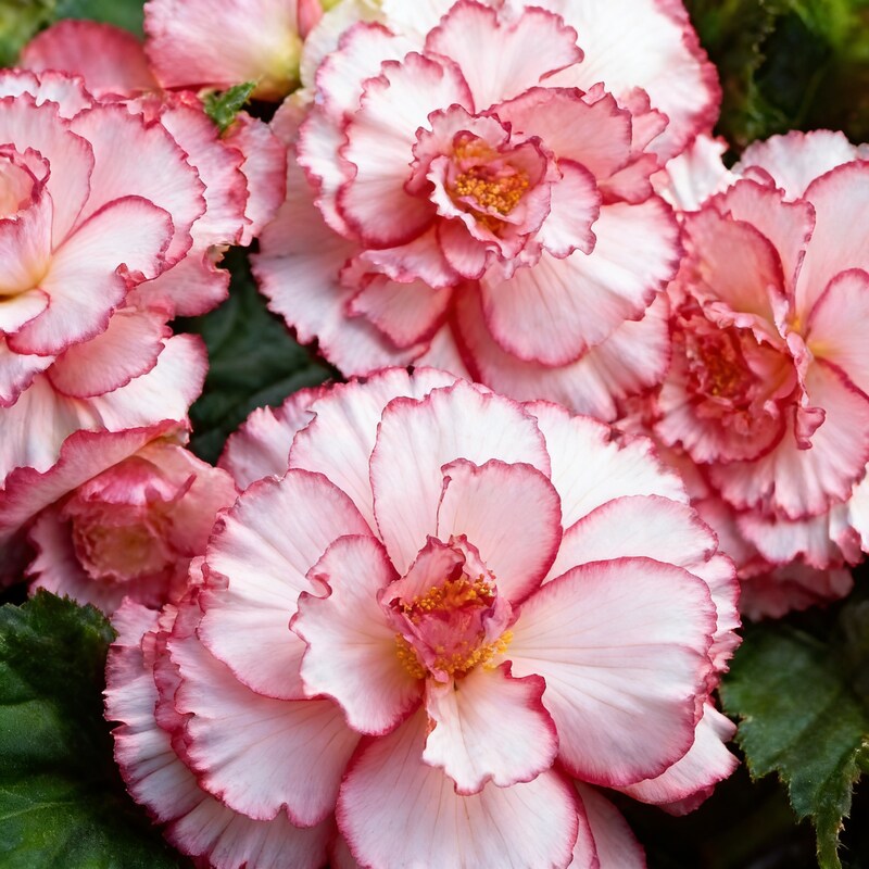 pink-and-white-begonia-flower-seeds-for-garden-planting