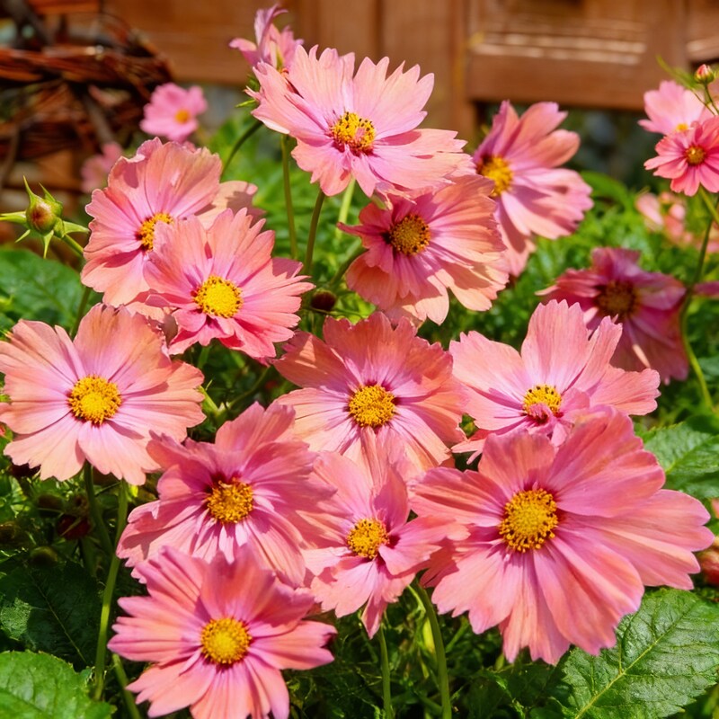 peach-rose-cosmos-seeds-peach-cosmos-flower-seeds-for-garden