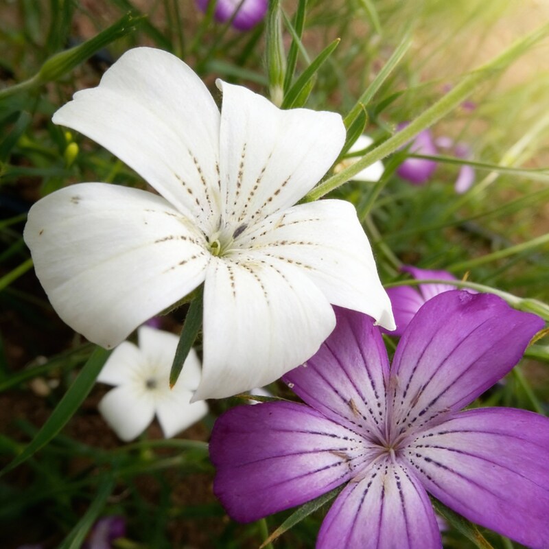 agrostemma-queen-formula-mix-seeds-elegant-cottage-garden-blooms
