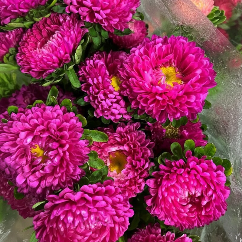Pink Aster Flower Seeds for Garden Planting