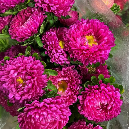 Pink Aster Flower Seeds for Garden Planting