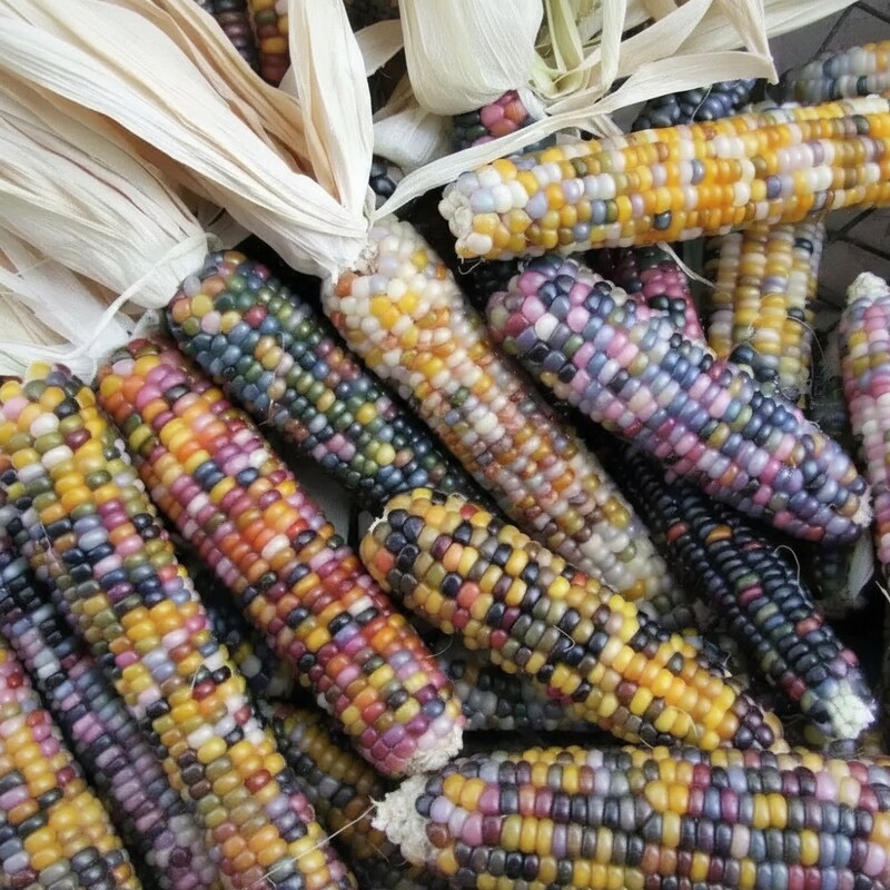 radiant-gem-corn-seeds-ornamental-multicolored-corn-for-home-gardens