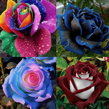 Tricolour Rose Standard Flower Seeds - Rose Flower Seeds for Garden