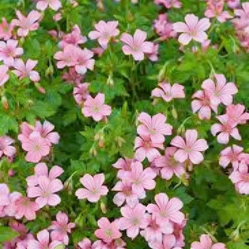 Geranium Yoshinoi Flower Seeds - Geranium Flower Seeds for Garden