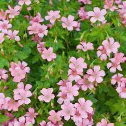Geranium Yoshinoi Flower Seeds - Geranium Flower Seeds for Garden