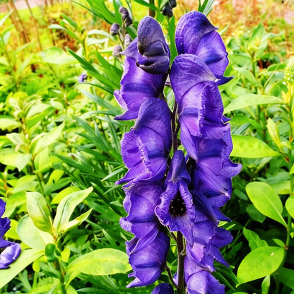Monkshood Aconitum Napellus Perennial Flower Seeds - Monkshood Flower Seeds for Garden