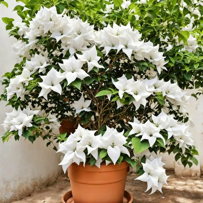 White Bougainvillea Flower Seeds – 50pcs Pack Pure White Bracts
