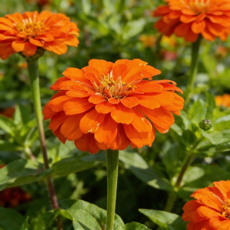 Orange Zinnia Seeds for Garden Planting
