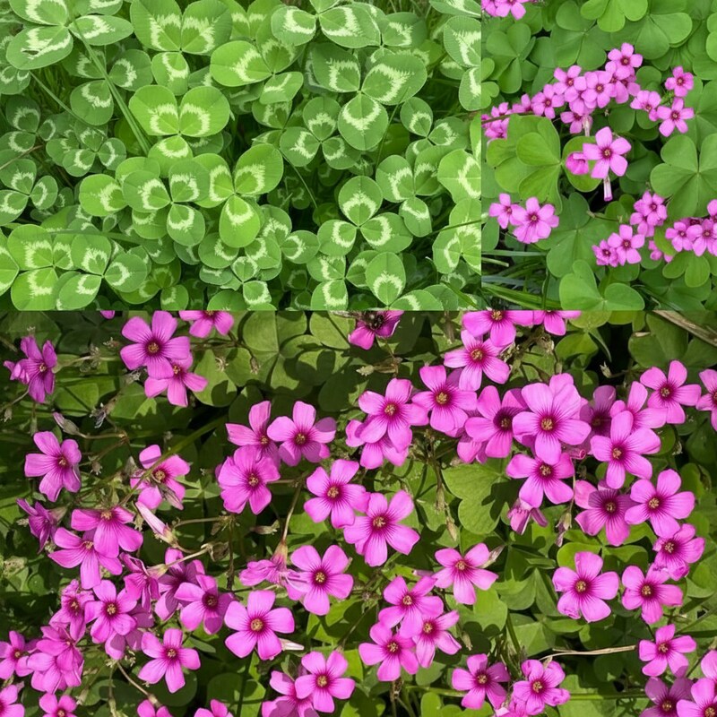 perennial-lucky-clover-flower-seeds-easy-to-grow-ground-cover-for-vibrant-gardens