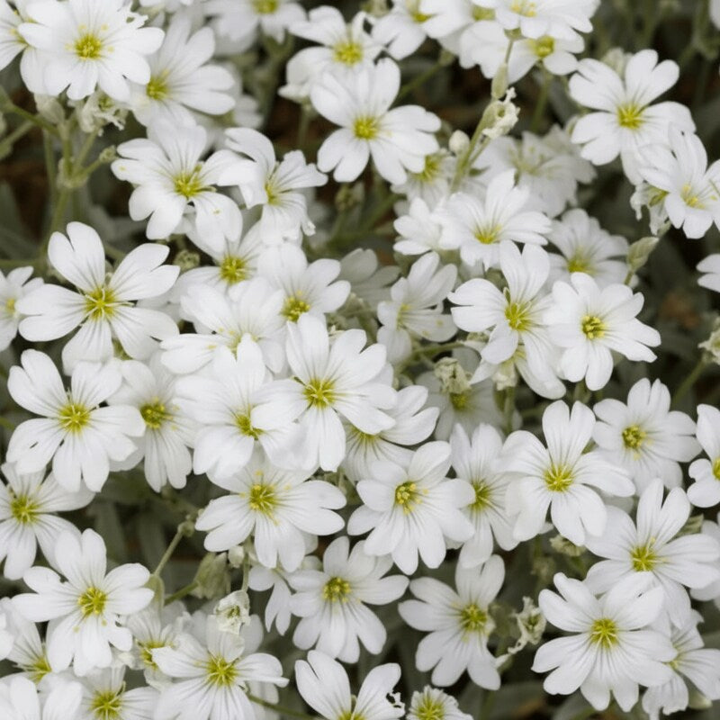 snow-in-summer-white-flower-seeds-elegant-ground-cover-blooms