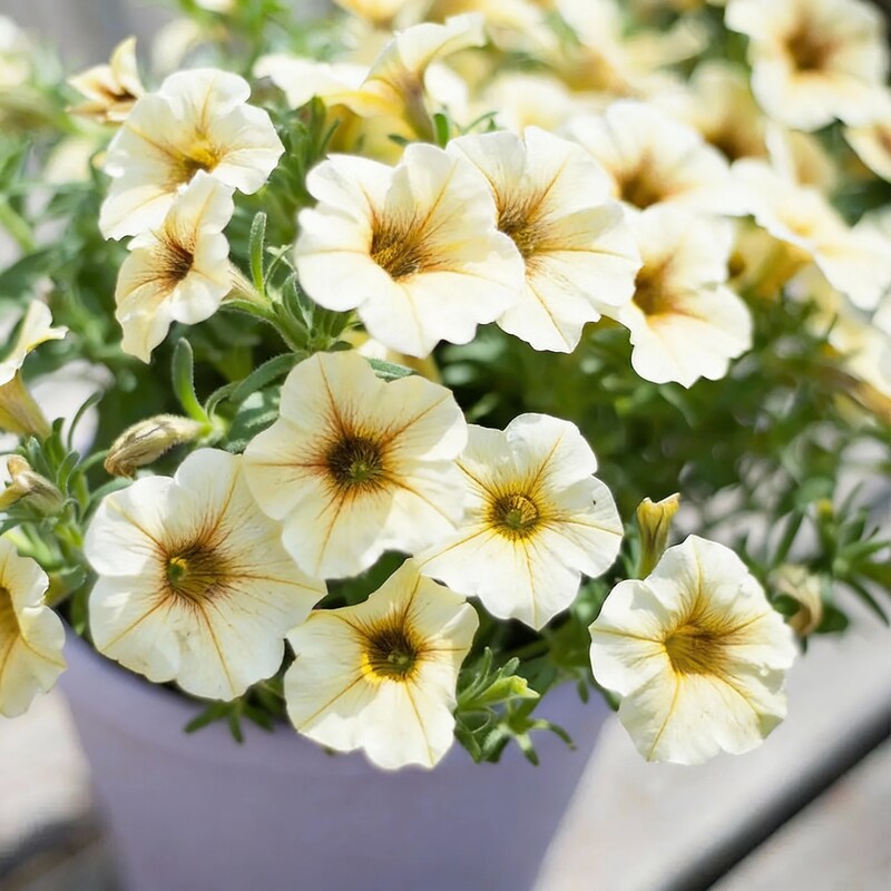 petunia-hybrida-multiflora-ingrid-f1-flower-seeds