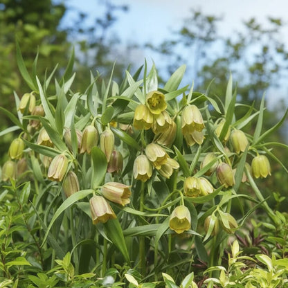 Fritillaria Pontica Flower Seeds for Garden Planting