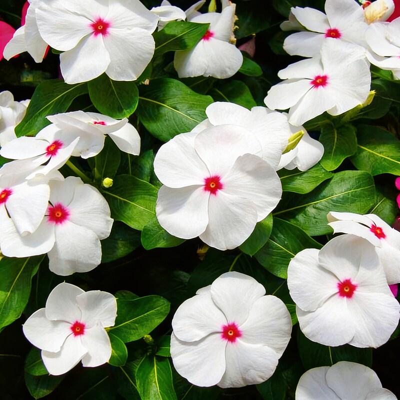 Vinca F1 Nana Little Bright Eyes Seeds - Vinca Flower Seeds for Garden