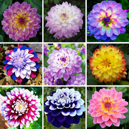 Mix Dahlia Pompon Flower Seeds for Planting