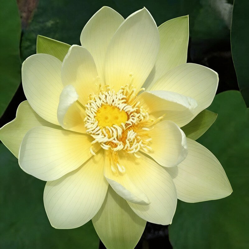 giant-sunburst-lotus-flower-seeds