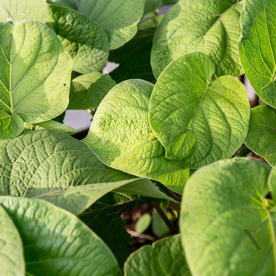piper-auritum-seeds-mexican-pepperleaf-root-beer-plant-climber