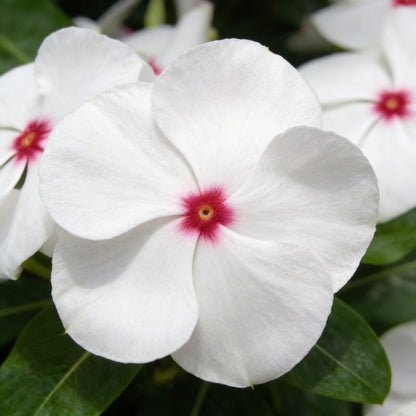 Vinca F1 Nana Little Bright Eyes Seeds - Vinca Flower Seeds for Garden