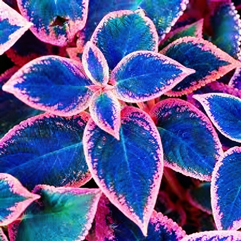 Blue Mix Rare Coleus Seeds – Vibrant Foliage for Garden Containers