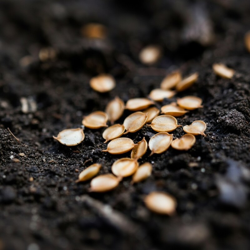 Japanese Toad Lily Seeds Perennial Deer-Resistant Showy Flowers