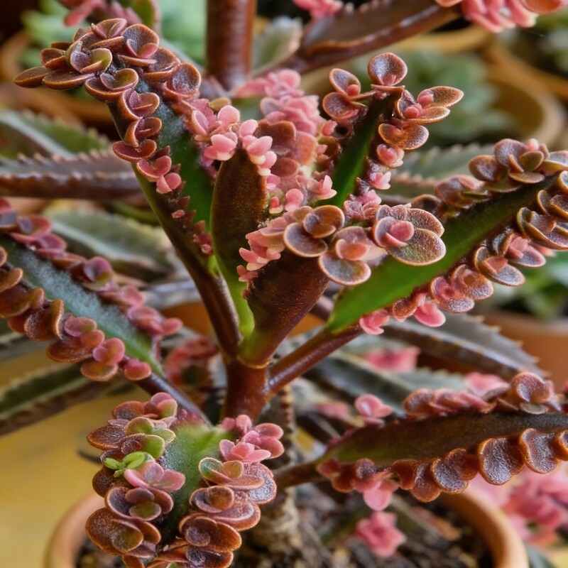 Brown Kalanchoe Bonsai Flower Seeds for Indoor and Outdoor Gardening