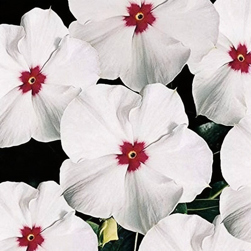 Vinca F1 Nana Little Bright Eyes Seeds - Vinca Flower Seeds for Garden