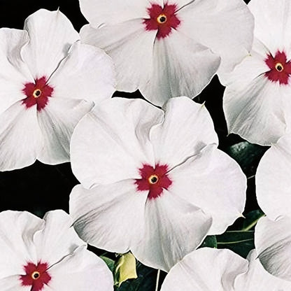 Vinca F1 Nana Little Bright Eyes Seeds - Vinca Flower Seeds for Garden