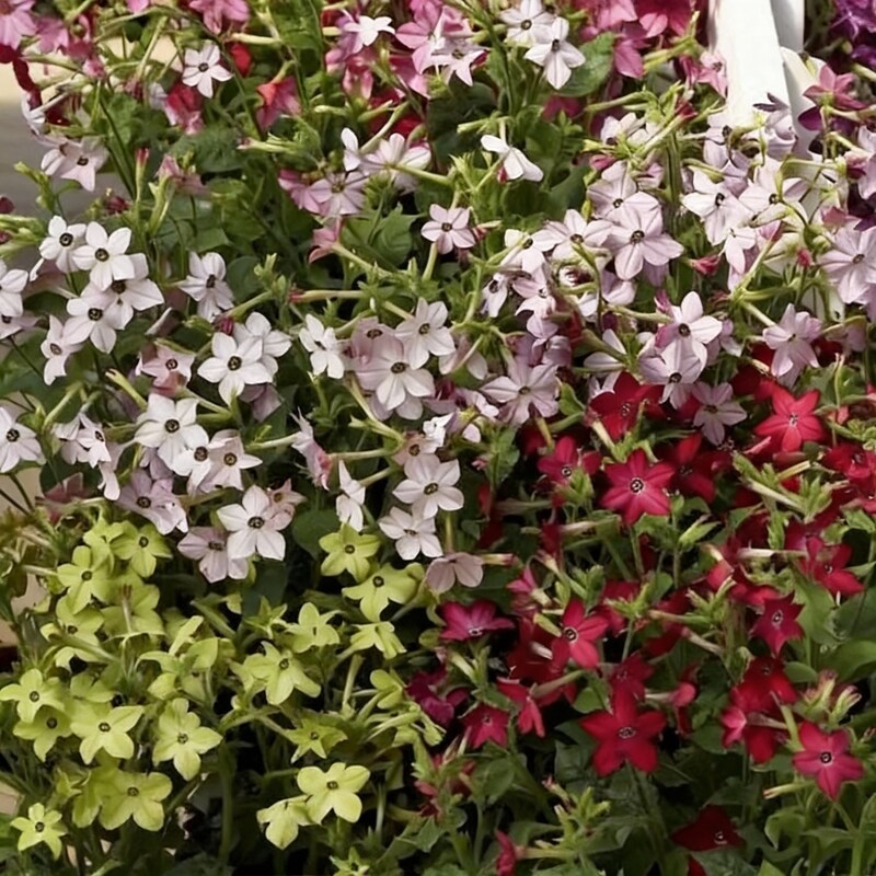 nicotiana-perfume-mixed-f1-flower-seeds