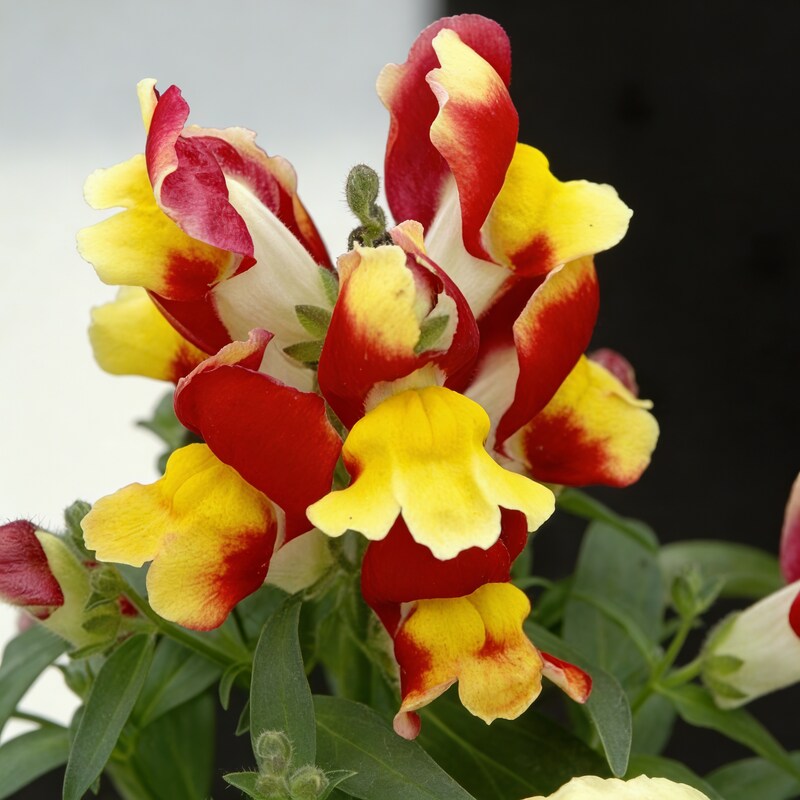Bi Color Red Yellow Snapdragon Seeds - Snapdragon Flower Seeds for Garden