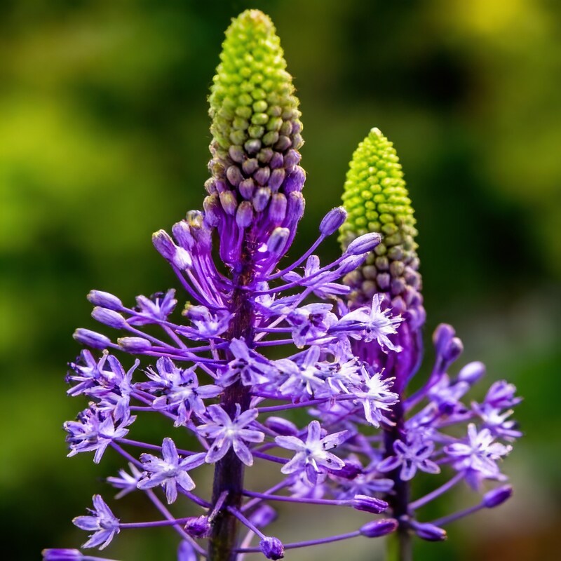 scilla-hyacinthoides-seeds-rare-garden-bulbs-for-spring-planting