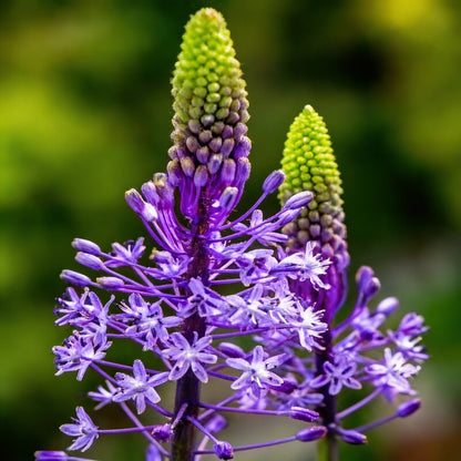 Scilla Hyacinthoides Seeds – Rare Garden Bulbs for Spring Planting