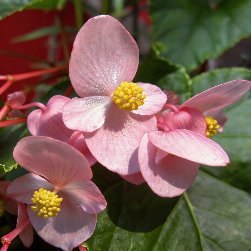 pink-begonia-flower-seeds-for-garden-planting
