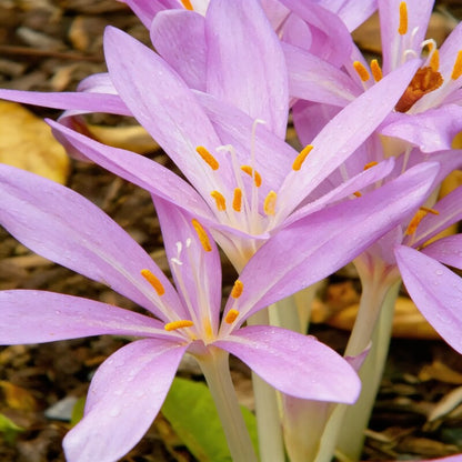 Colchicum Autumnale Lilac Wonder Flower Seeds - Autumn Flower Seeds for Garden