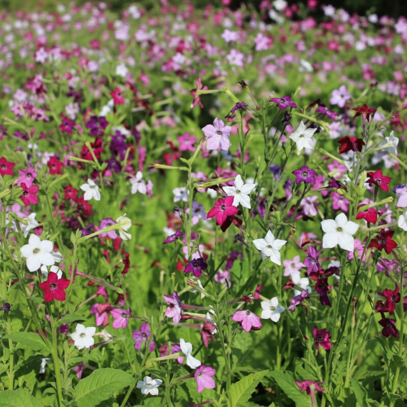 Meadow Tobacco Mix Planting Seeds - 100pcs