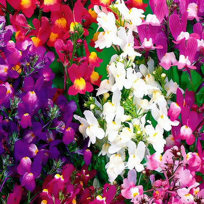 Linaria Fairy Bouquet Mix Flower Seeds