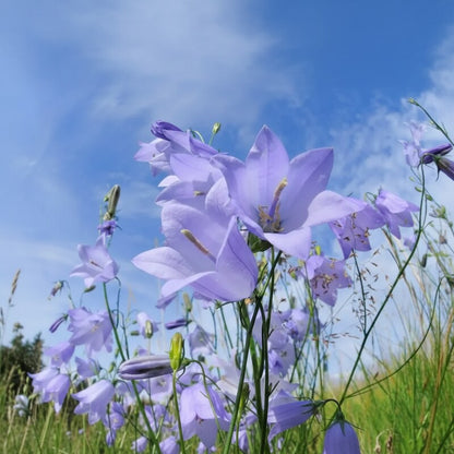 Harebell Flowers Seeds for Planting – Garden Beauty & Pollinator Magnet