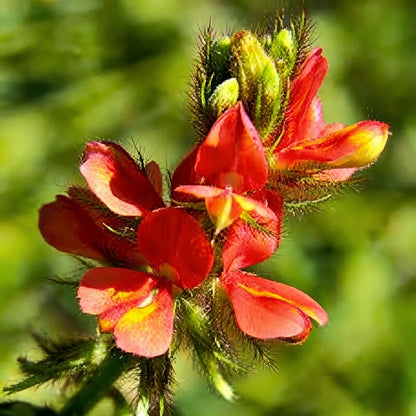 Indigofera Hirsuta Seeds - Flower Seeds for Garden