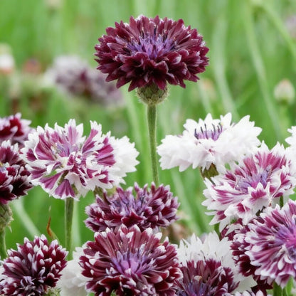 Cornflower Classic Magic Seeds