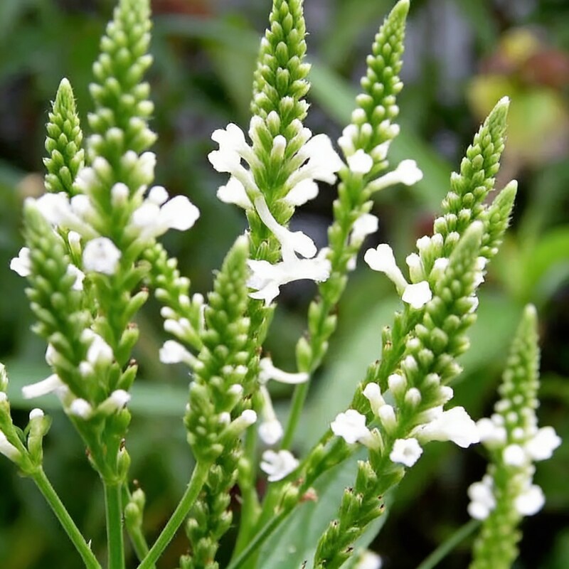 verbena-hastata-alba-flower-seeds