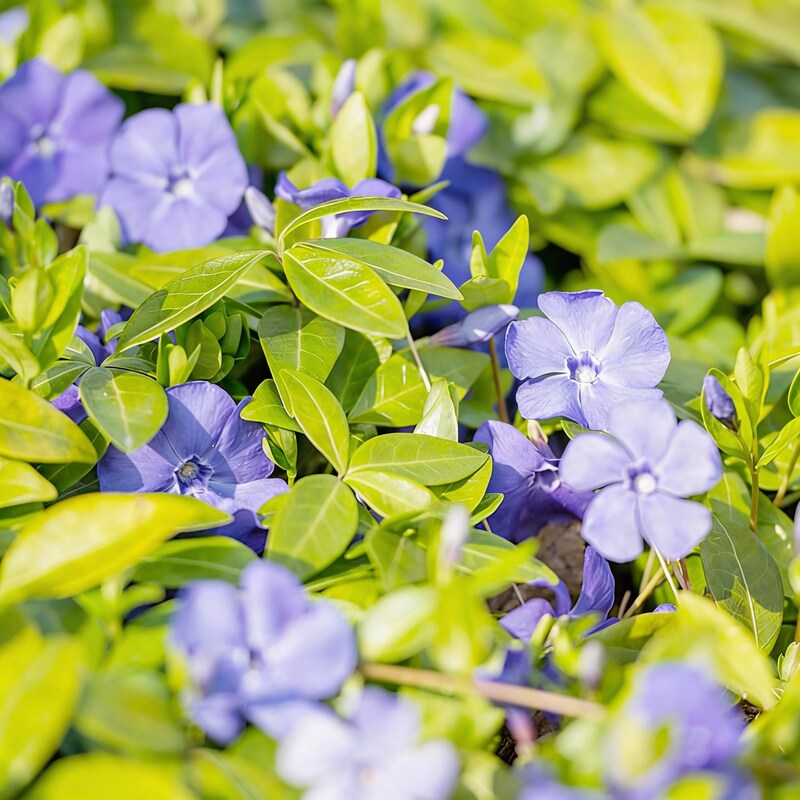 periwinkle-seeds-evergreen-ground-cover-flowers-for-borders-landscapes