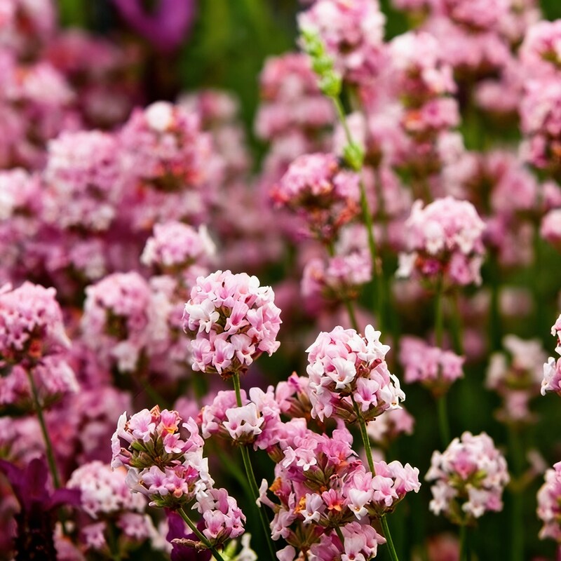 rose-pink-lavender-seeds-pink-lavender-flower-seeds-for-garden